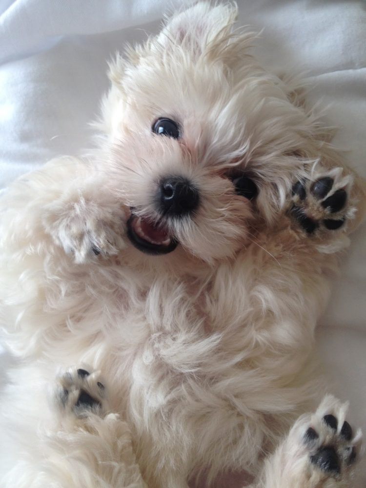 Fresh as a Daisy
