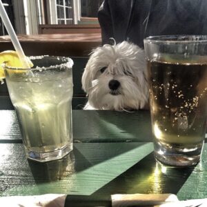 Maltese likes alcohol