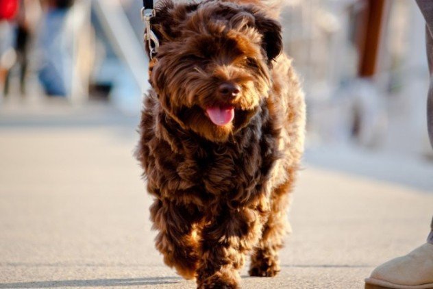 happy walking dog