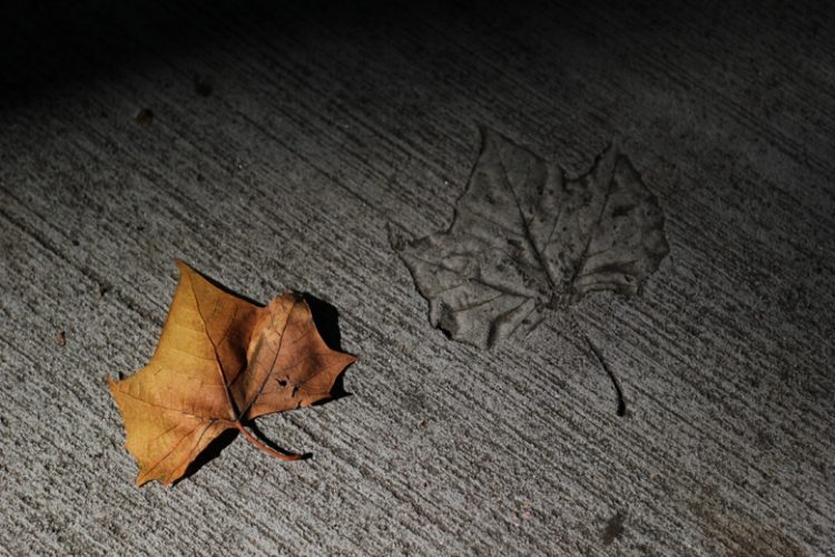 orange oak leaf savannah
