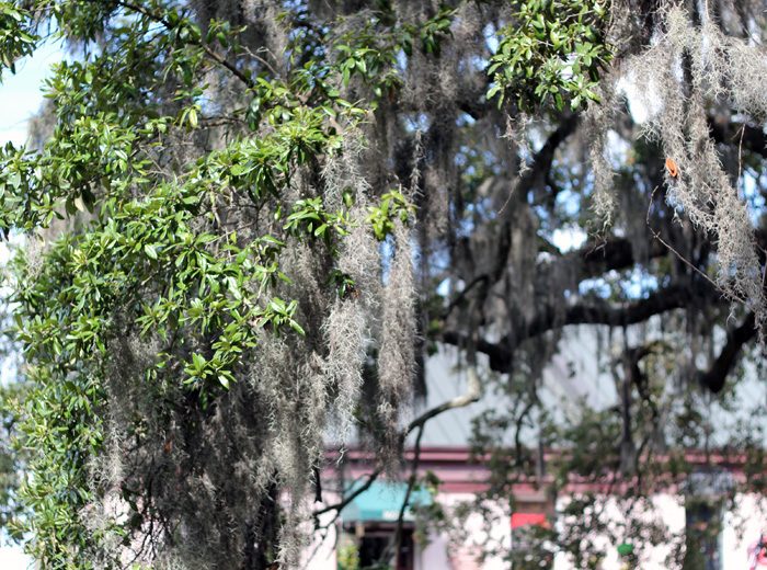 A Stroll Through Savannah