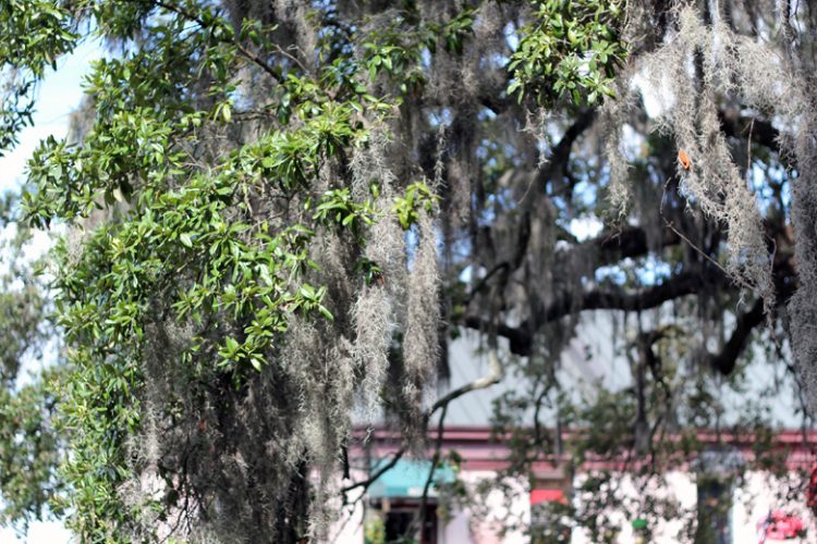 spanish moss savannah ga