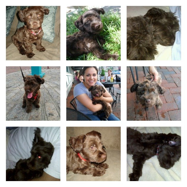 Chip collage