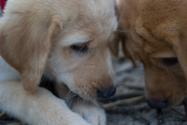 golden retriever puppy siblings #puppies