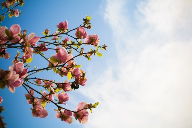 magnolias against sky