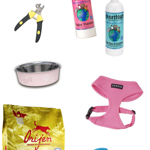 What you need when you get a new puppy
