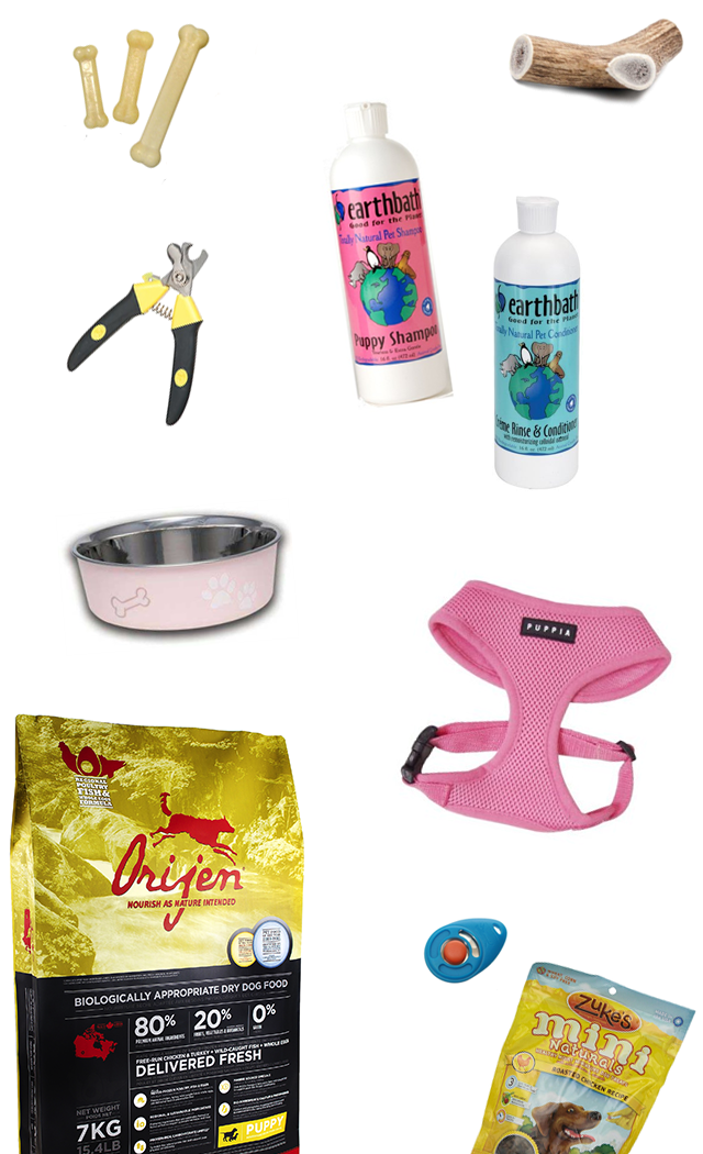 Essentials When Bringing Home a New Dog or Puppy