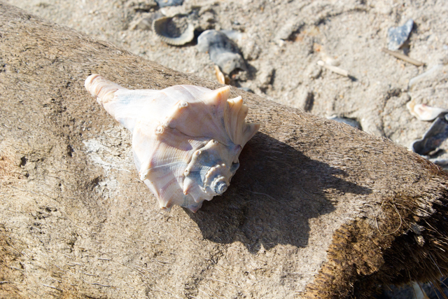 shell on fallen tree, Botany Bay, Edisto Island