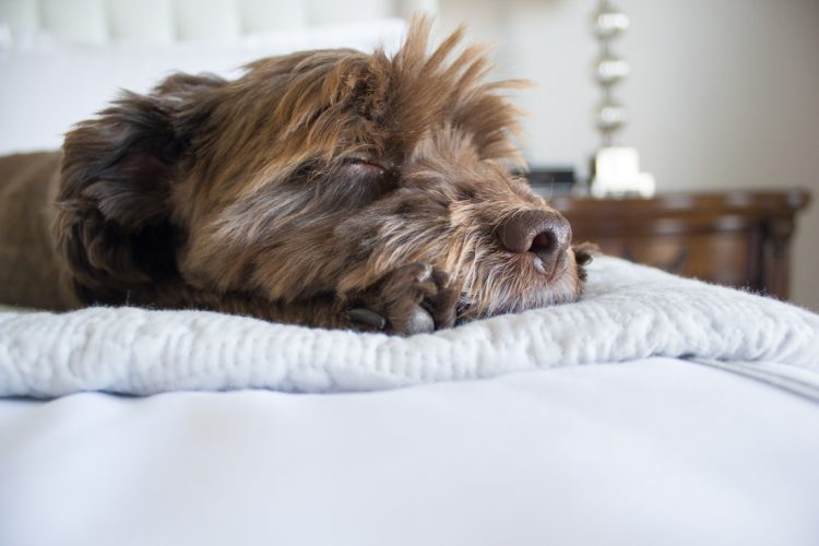 puppy sleeping on bed