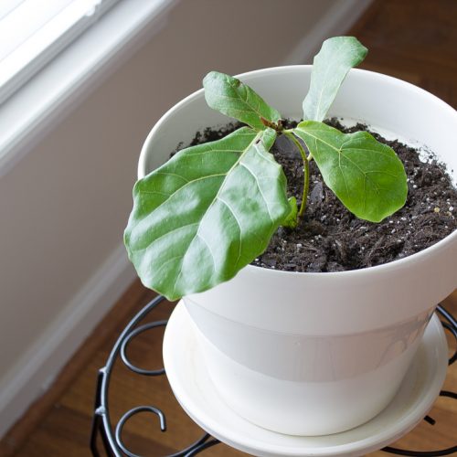 baby fiddle leaf fig from Amazon