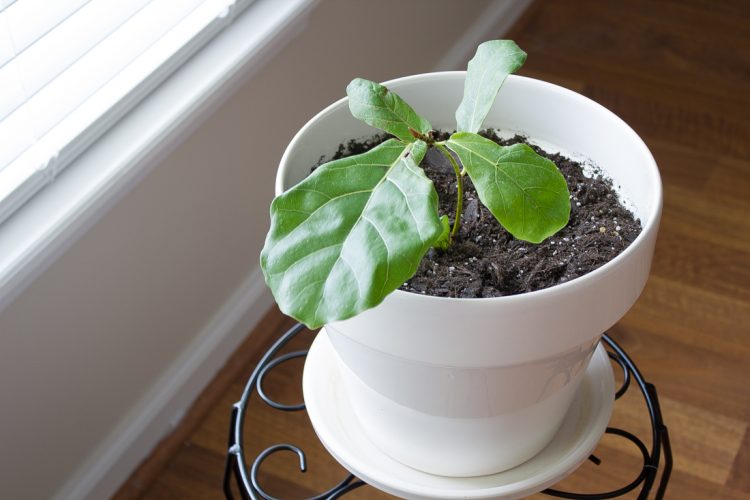 baby fiddle leaf fig from Amazon