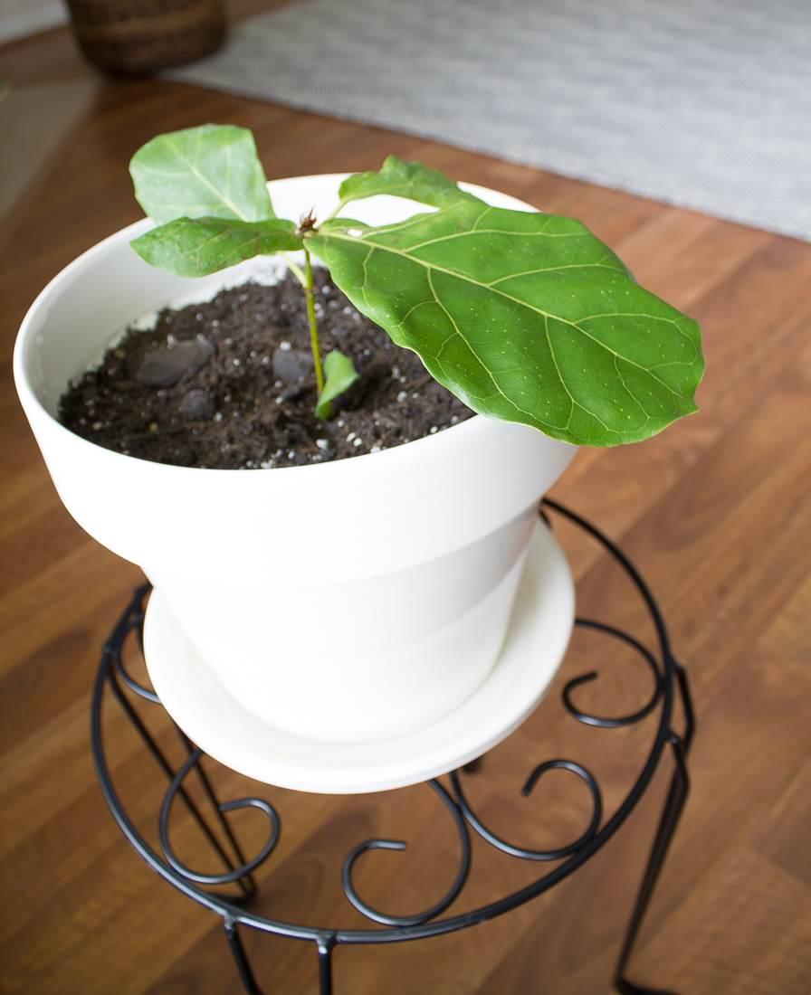 baby fiddle leaf fig from Amazon