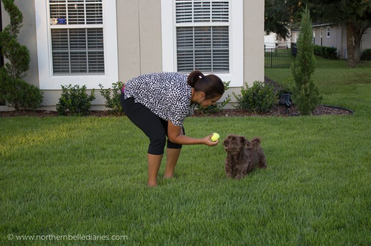 Brown dog wants Kong ball #ad