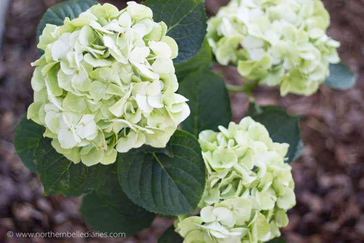 White Robe hydrangeas #LoveYourLawn #ad