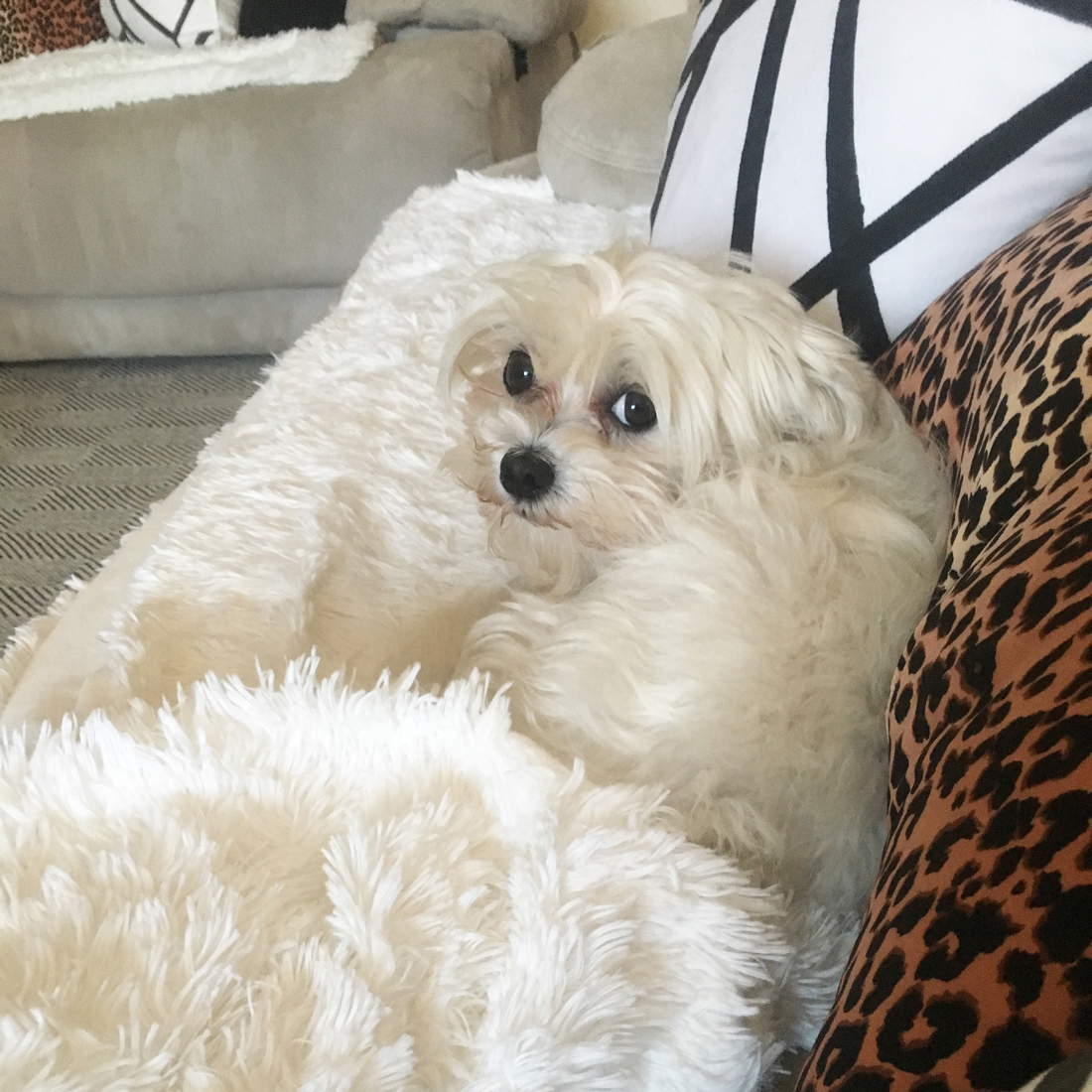guilty-maltese