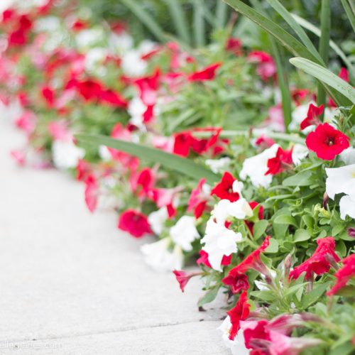 red and white petunias sir winston churchill narcissus in flowerbed
