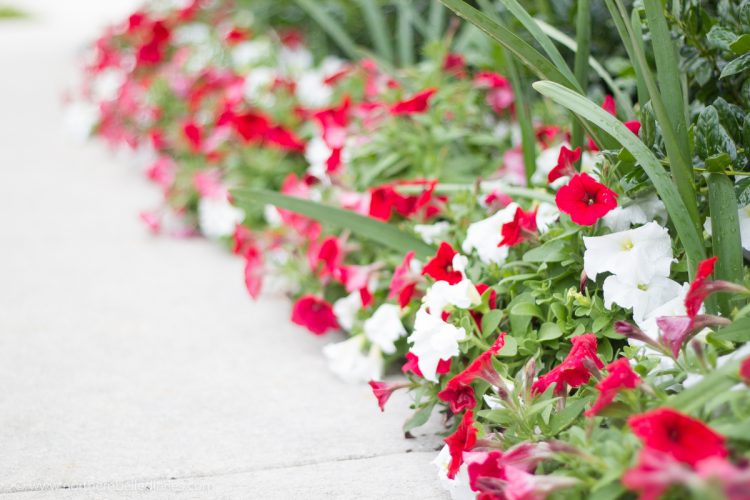 red and white petunias sir winston churchill narcissus in flowerbed