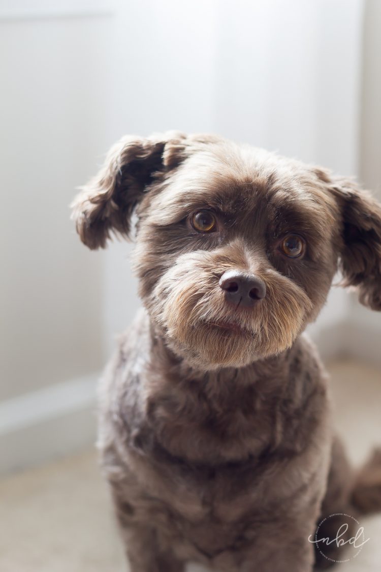 Brown maltese mix