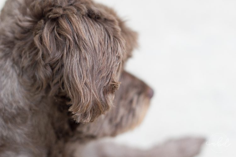 Wisdom Panel dog DNA kit mutt muzzle