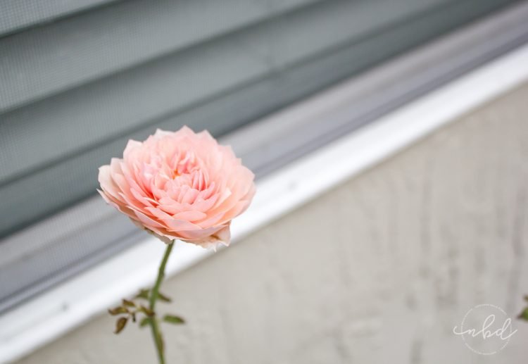The Alnwick Rose by David Austin in north Florida
