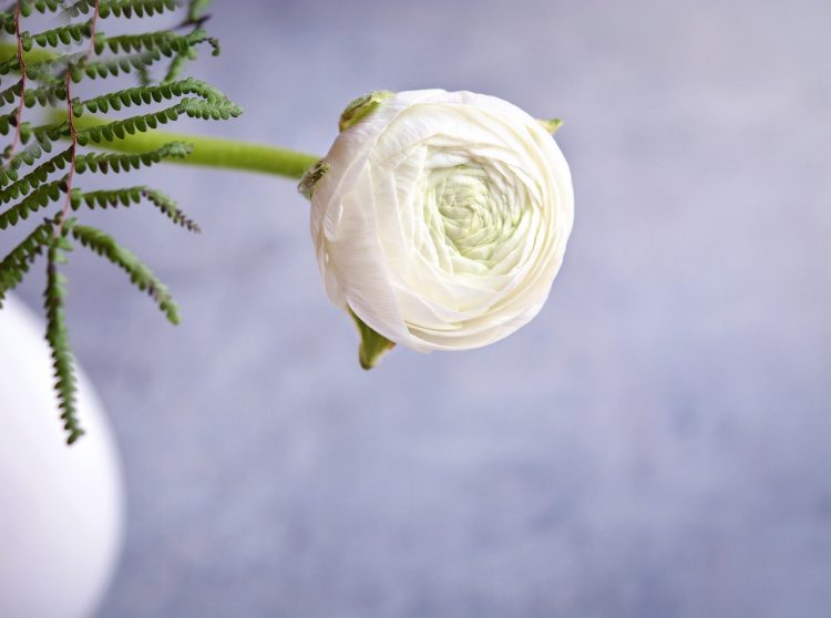 white ranunculus
