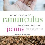 How to Grow Ranunculus | The Alternative to Peonies for Mild Winters - Do you love peonies and want to grow them in your garden but live in warm coastal areas? Try planting ranunculus, aka Persian buttercups. Inexpensive and long-blooming, your vases will be overflowing for weeks!