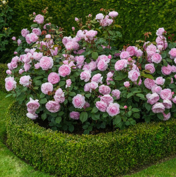Olivia Rose | David Austin roses