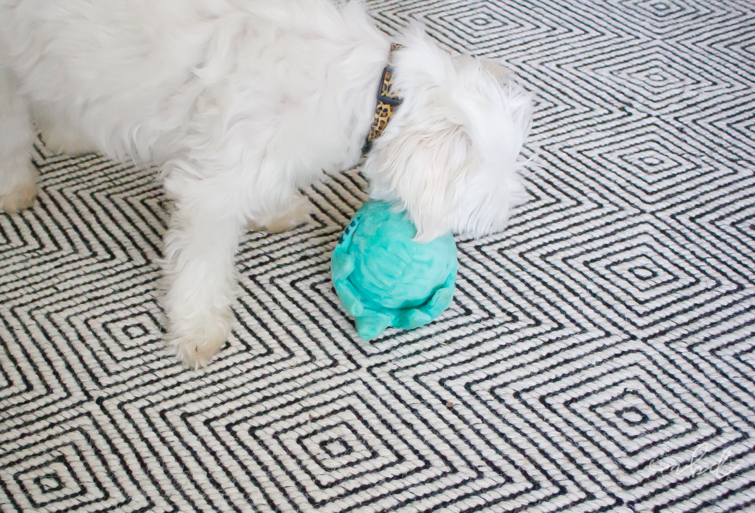 BarkBox March 2017 Small Dog | Daisy enjoying Lady Liberty