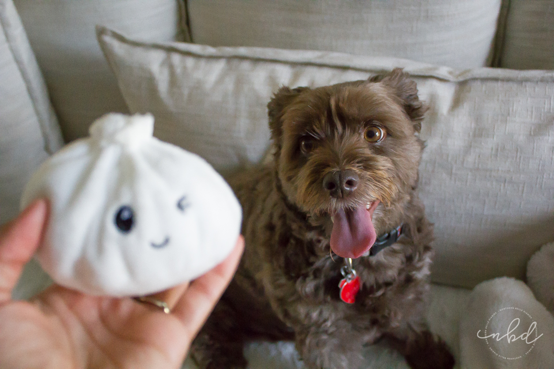 Chip waiting to chase dumpling | BarkBox March 2017 treats