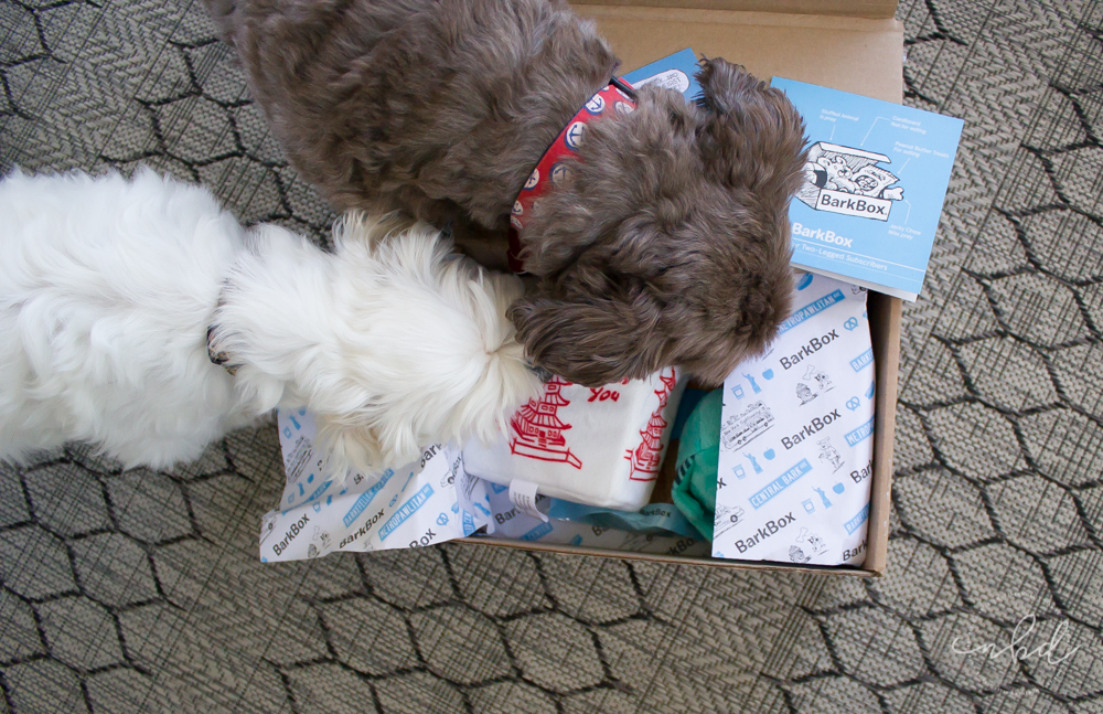 Bark Box New York March 2017