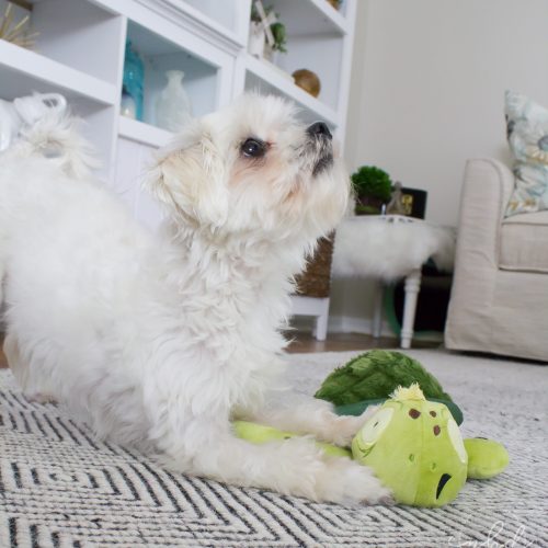 The Perfect Toys for Ferocious(ly cute) Pups | Daisy