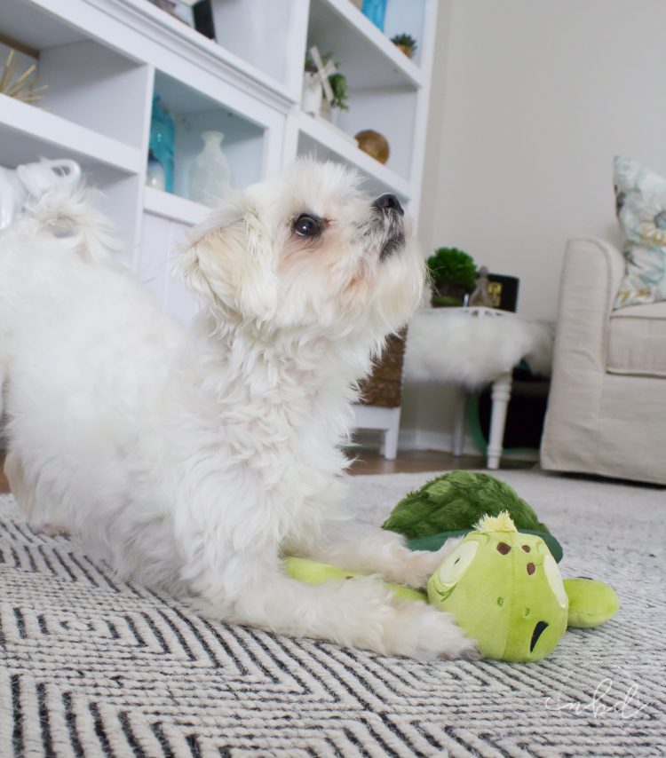 The Perfect Toys for Ferocious(ly cute) Pups | Daisy