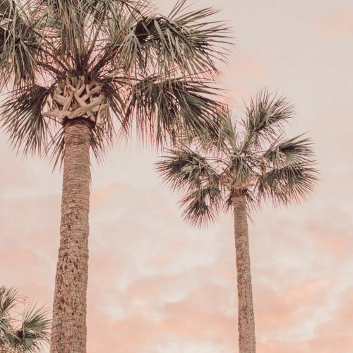 Florida sunset cabbage palms