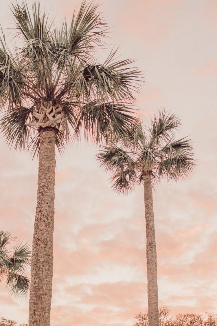 Florida sunset cabbage palms