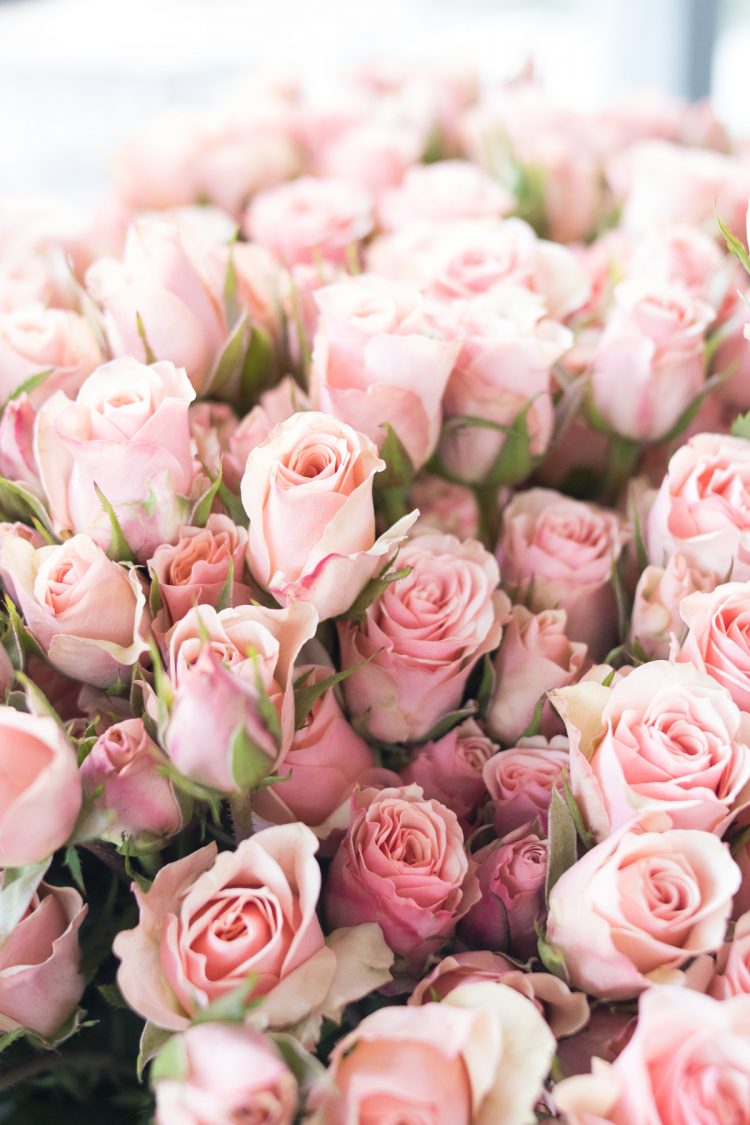 pink spray roses