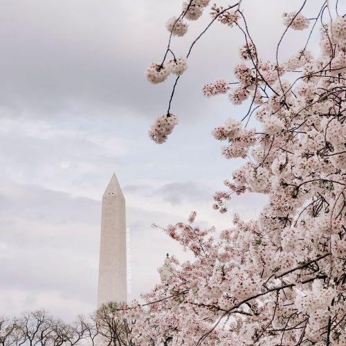 Washington Monument and the cherry blossoms