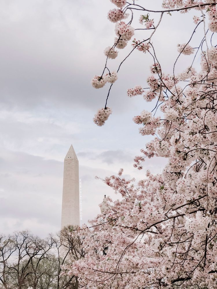Washington Monument and the cherry blossoms