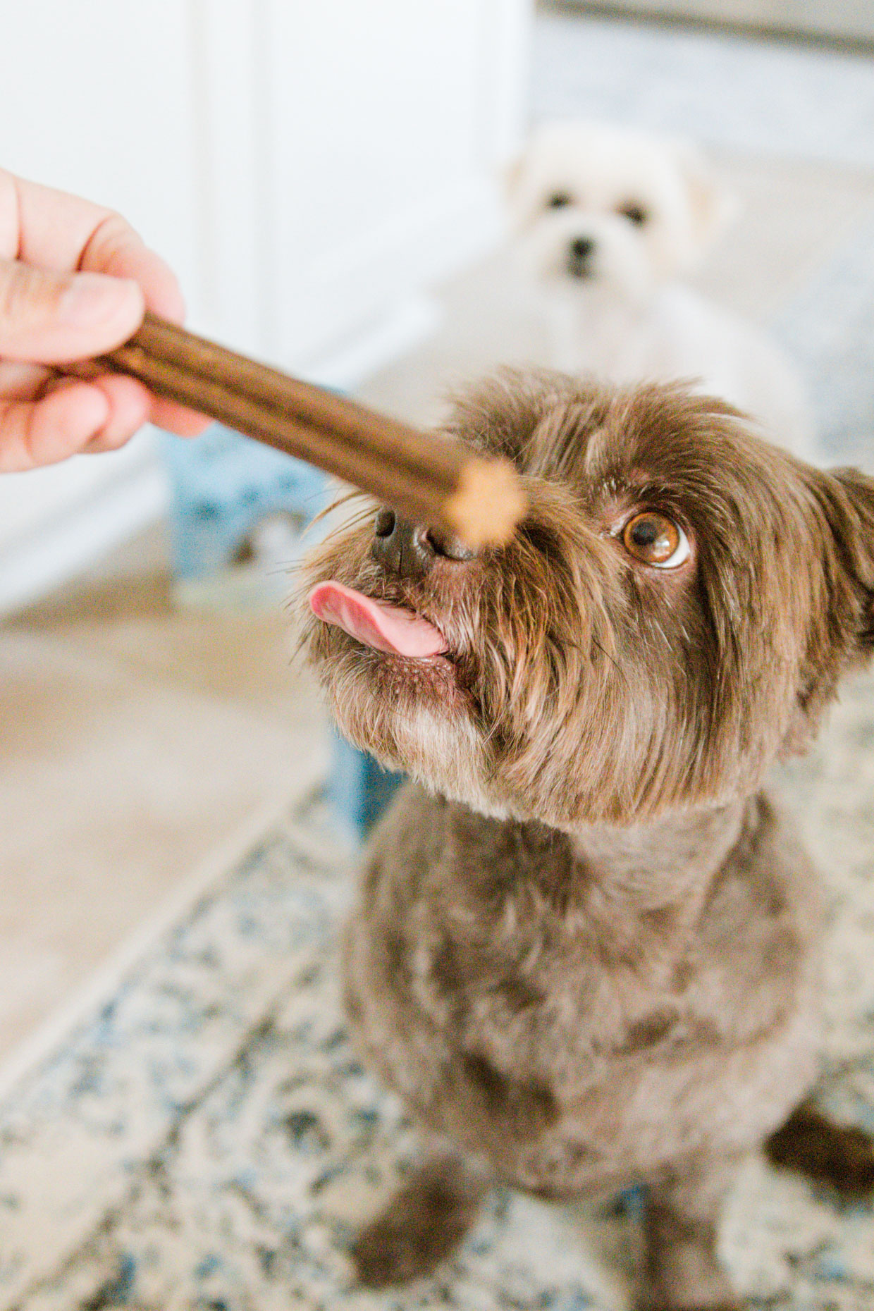 dog with tongue out looking at dog dental chew treat