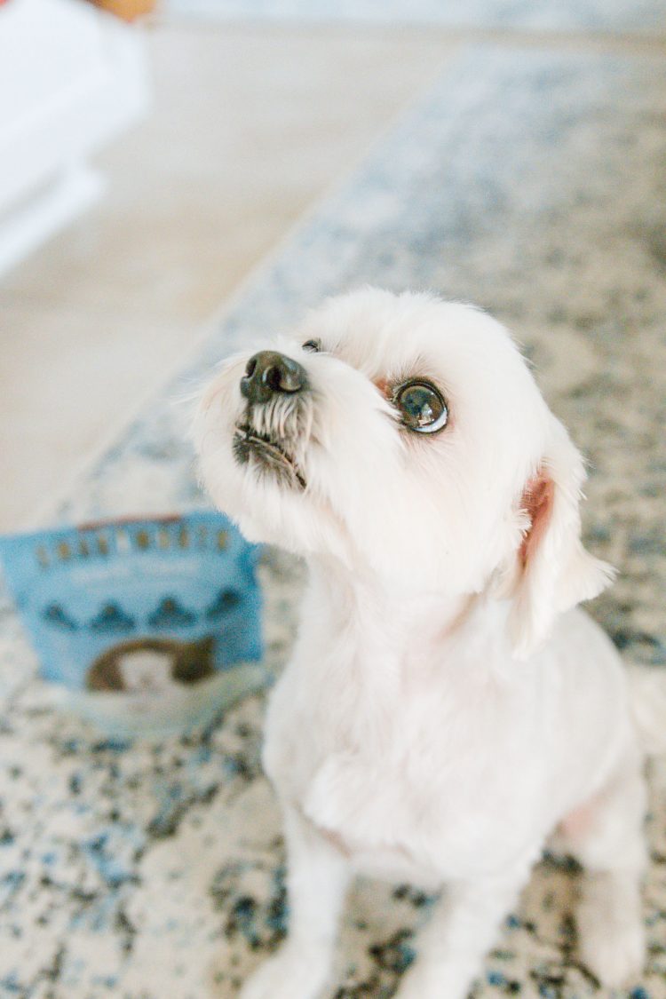 Maltese looking up at treat