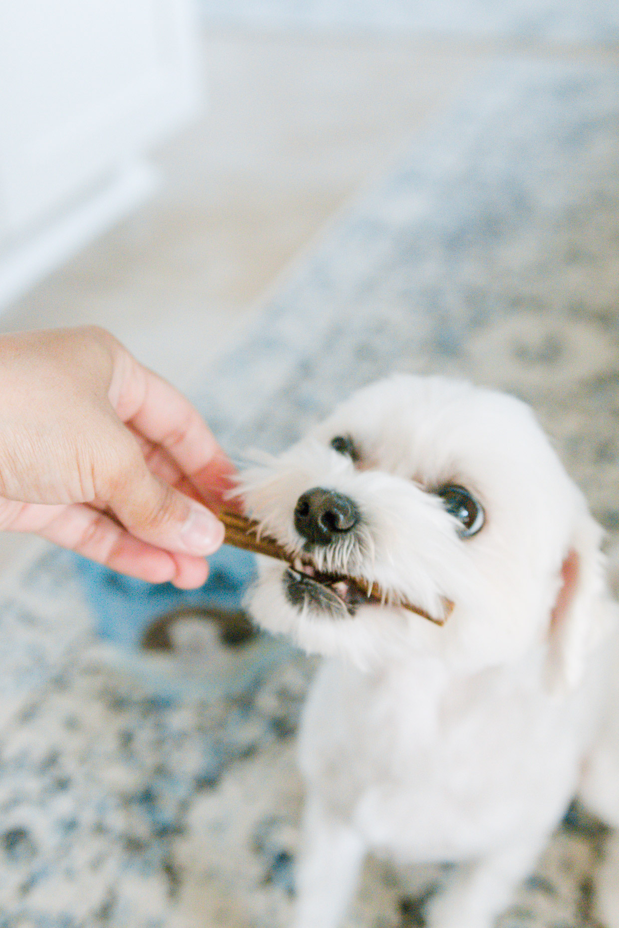 Maltese grabbing dog dental chew