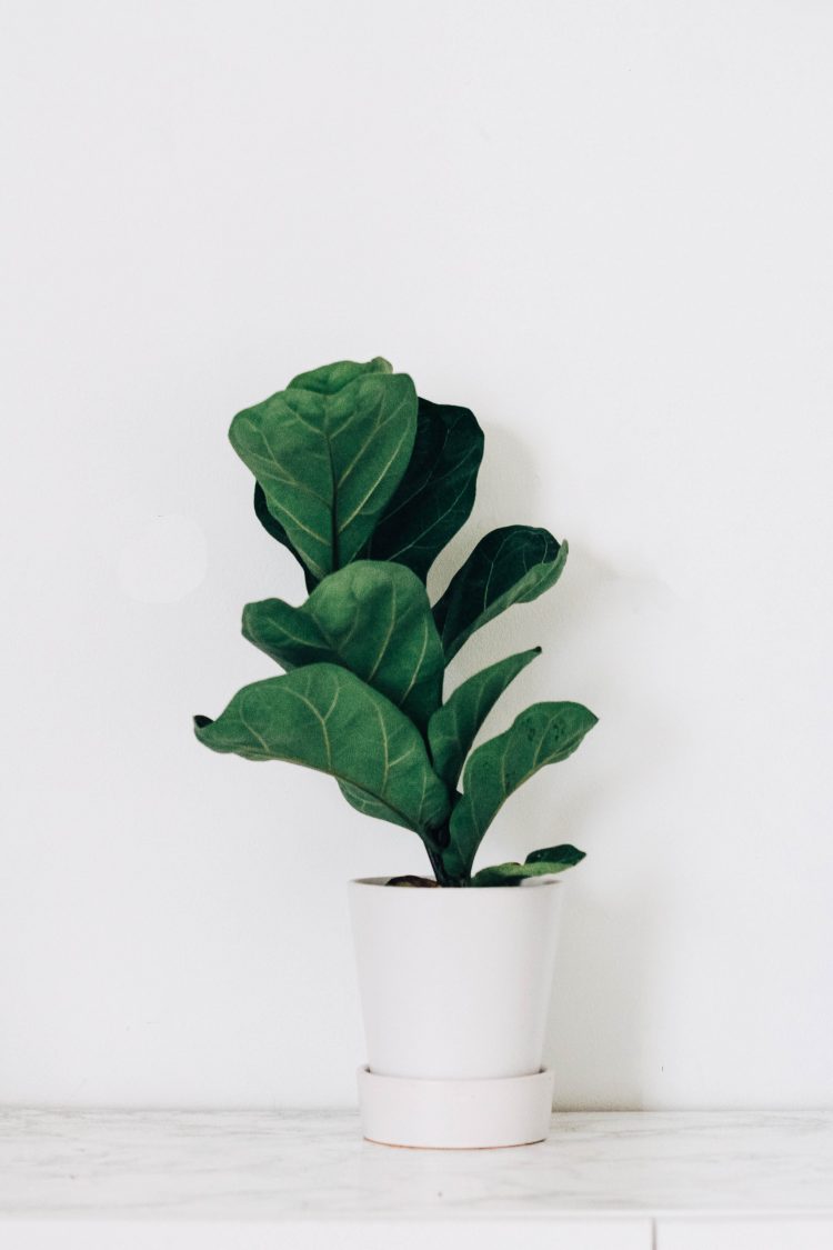 fiddle leaf fig in pot