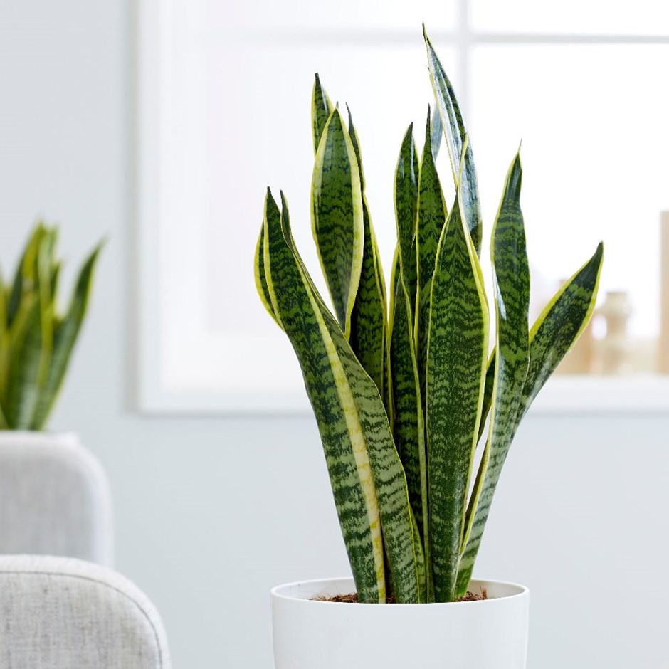 Snake plant also known as mother-in-law's tongue, or sansevieria trifasciata